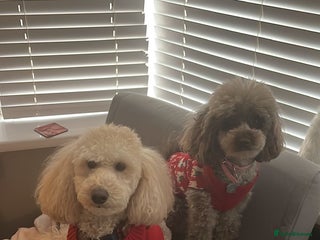 Toy Poodle dogs Toy poodles - Advert 5