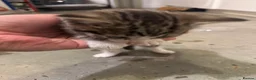 British Shorthair cats for sale: Kittens – Domestic Shorthair - Advert 28