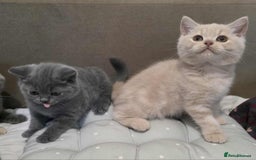 British Shorthair cats for sale: Beautiful BSH Kittens from the champion lines - Image 2