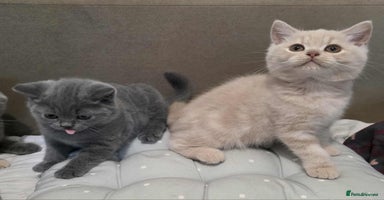 British Shorthair cats - Advert 8