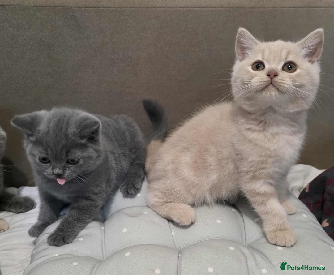 British Shorthair cats for sale: Beautiful BSH Kittens from the champion lines - Image 2