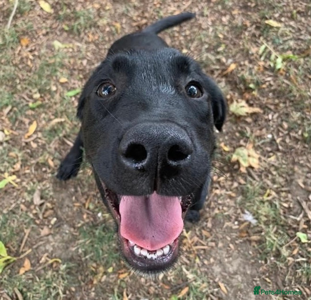 Goldador dogs for sale: Goldador for sale  - Advert 9