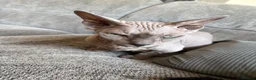 Sphynx cats for sale: Beautiful bambino boy  - Advert 8