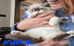 Ragdoll cats for sale: Ragdoll kittens from gccf registered parents  - Image 4