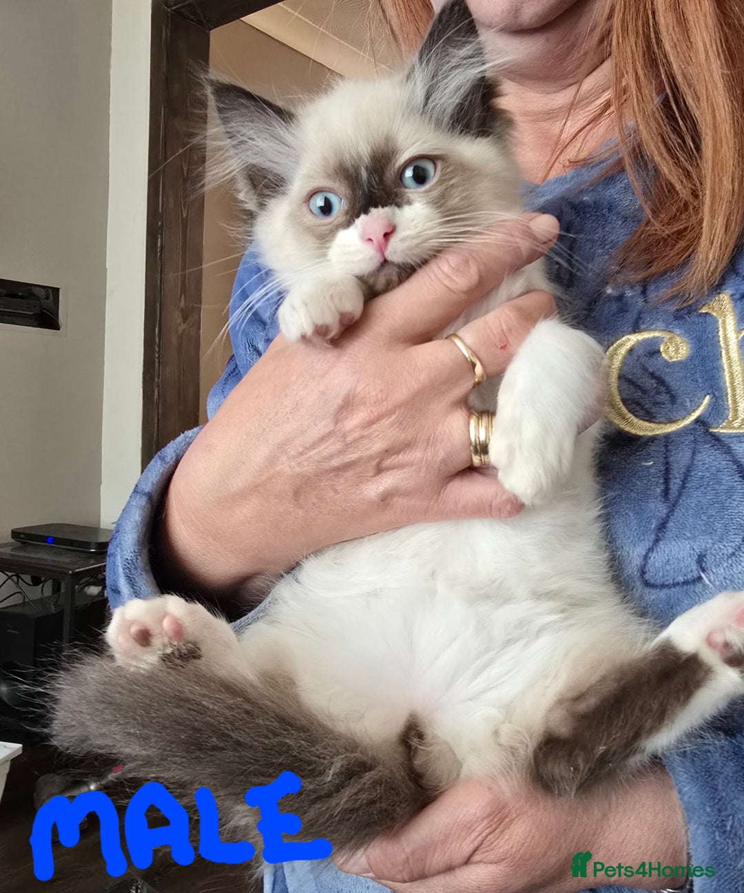 Ragdoll cats for sale: Ragdoll kittens from gccf registered parents  - Image 4