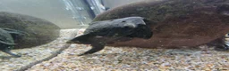 Plecos fish for sale: L191 (Believed to be) Pleco in Southampton - Advert 5