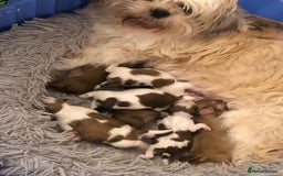 Shih Tzu dogs for sale: Angel’s Shih zhus  - Image 19