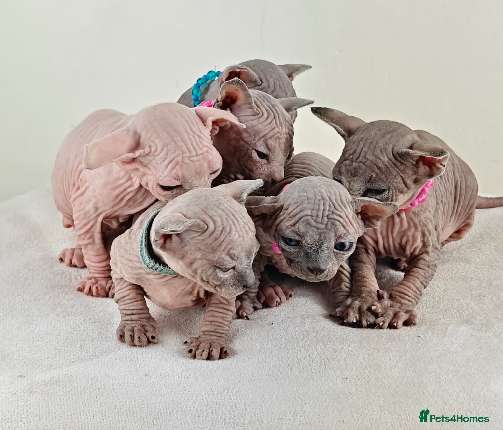 Sphynx cats Exceptional Sphynx Kittens – TICA|5 Gen Pedigree - Advert 13