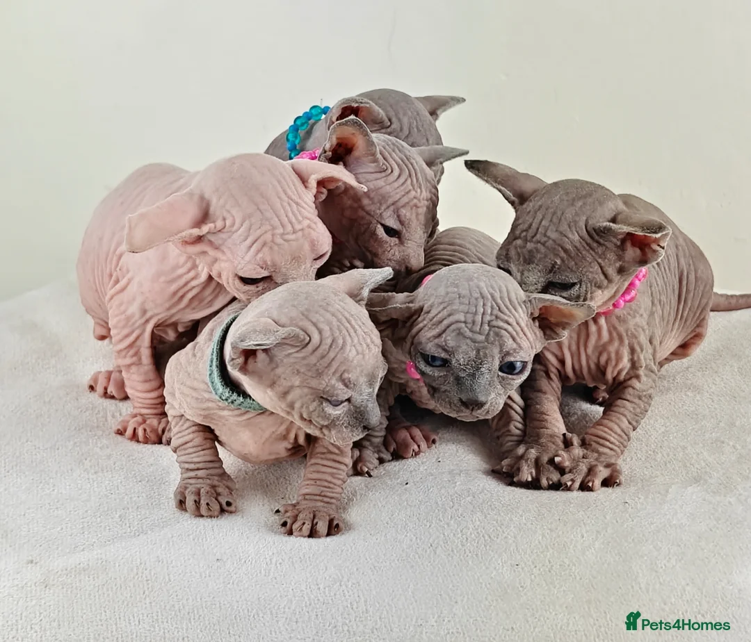Sphynx cats for sale: Exceptional Sphynx Kittens – TICA|5 Gen Pedigree - Advert 1