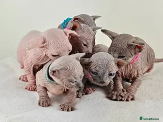 Sphynx cats Exceptional Sphynx Kittens – TICA|5 Gen Pedigree - Advert 13