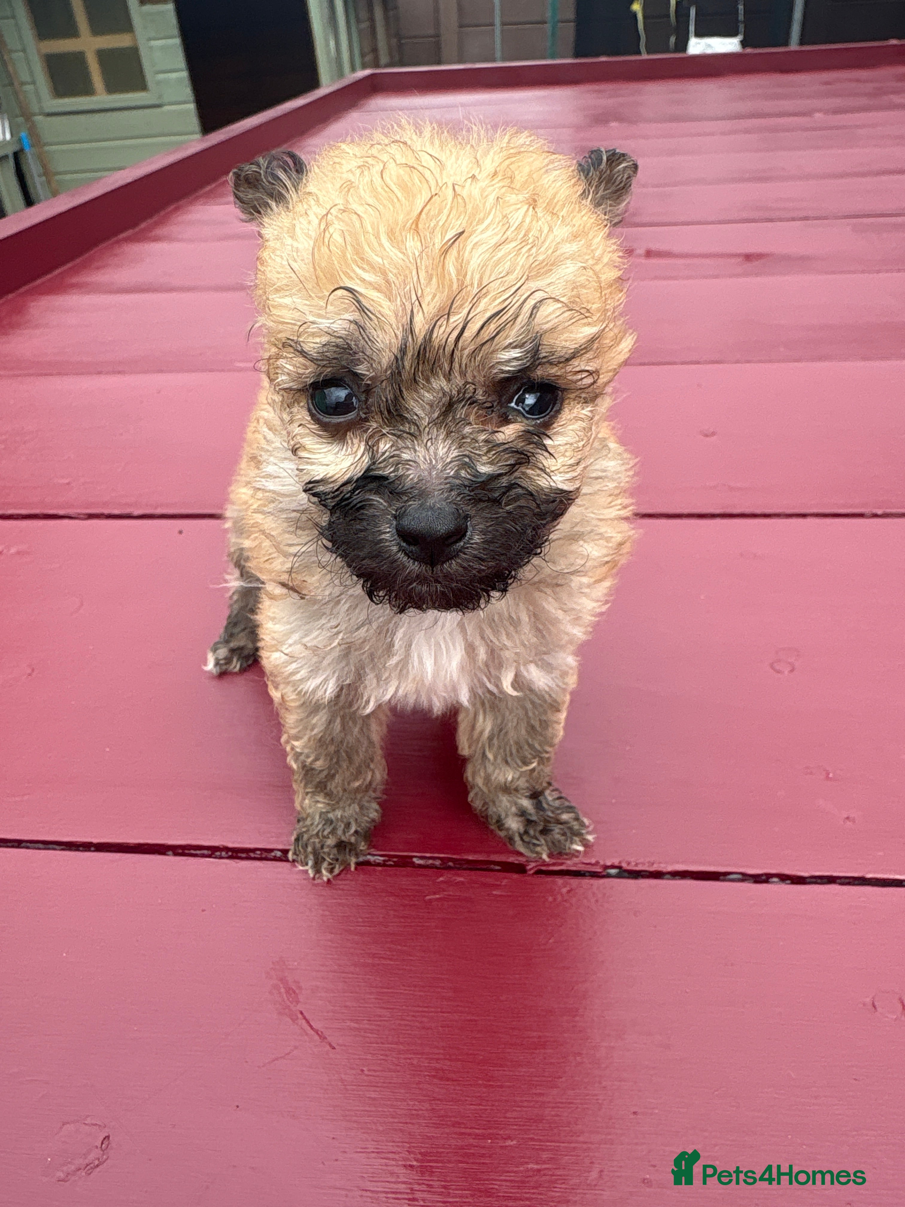 Mixed Breed dogs for sale: PomeranianX yorkshire terrier in Gainsborough - Advert 1