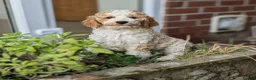 Goldendoodle dogs for sale: 🐾 Beautiful Standard Goldendoodle Puppies 🐾 - Advert 11
