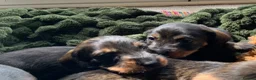 Miniature Dachshund dogs for sale: Miniature Wire haired Dachshund  - Advert 7