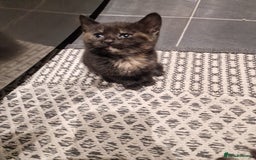 European cats for sale: 4 adorable healthy kittens - Image 11