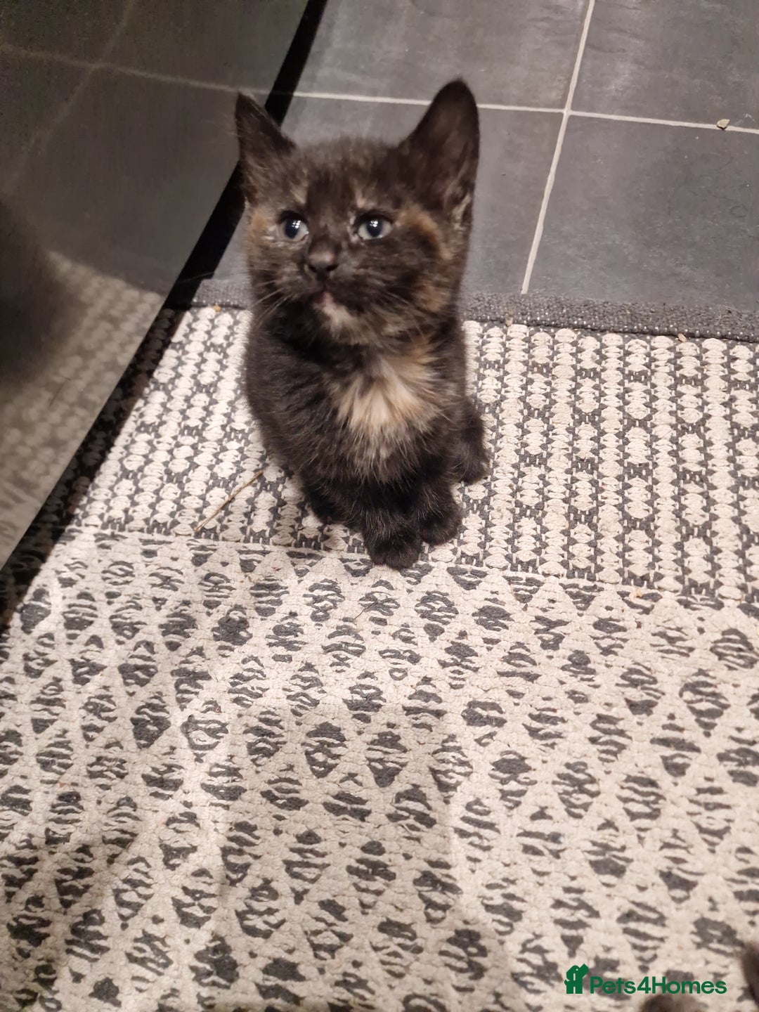 European cats for sale: 4 adorable healthy kittens - Image 11