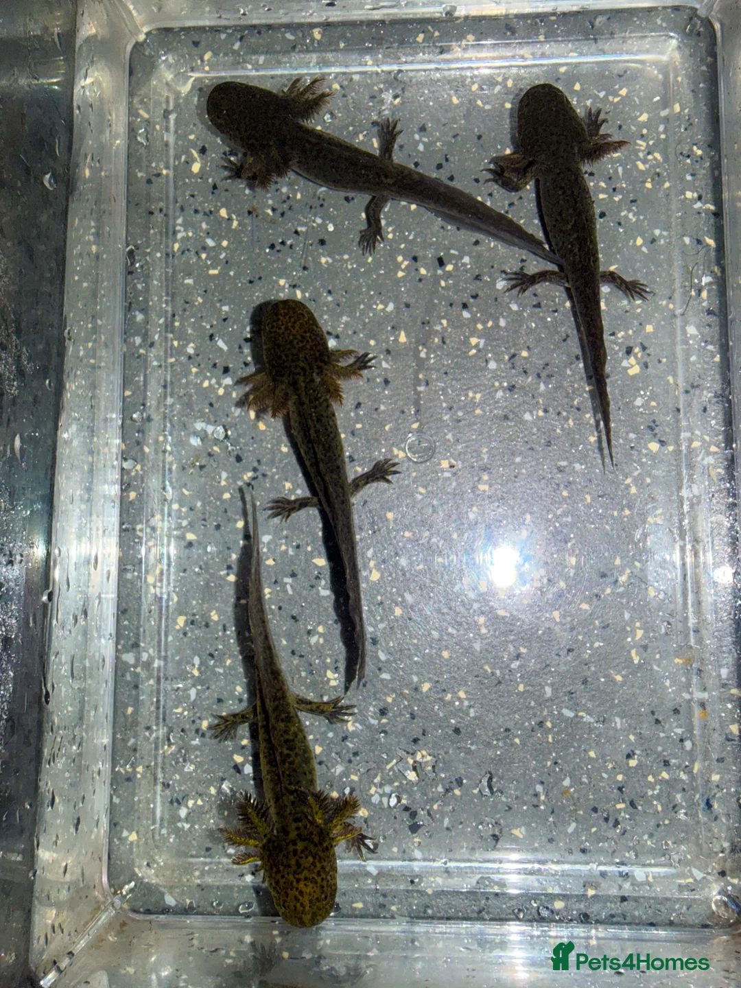 Axolotl reptiles for sale: 4 month old axolotls in Carnoustie - Advert 3
