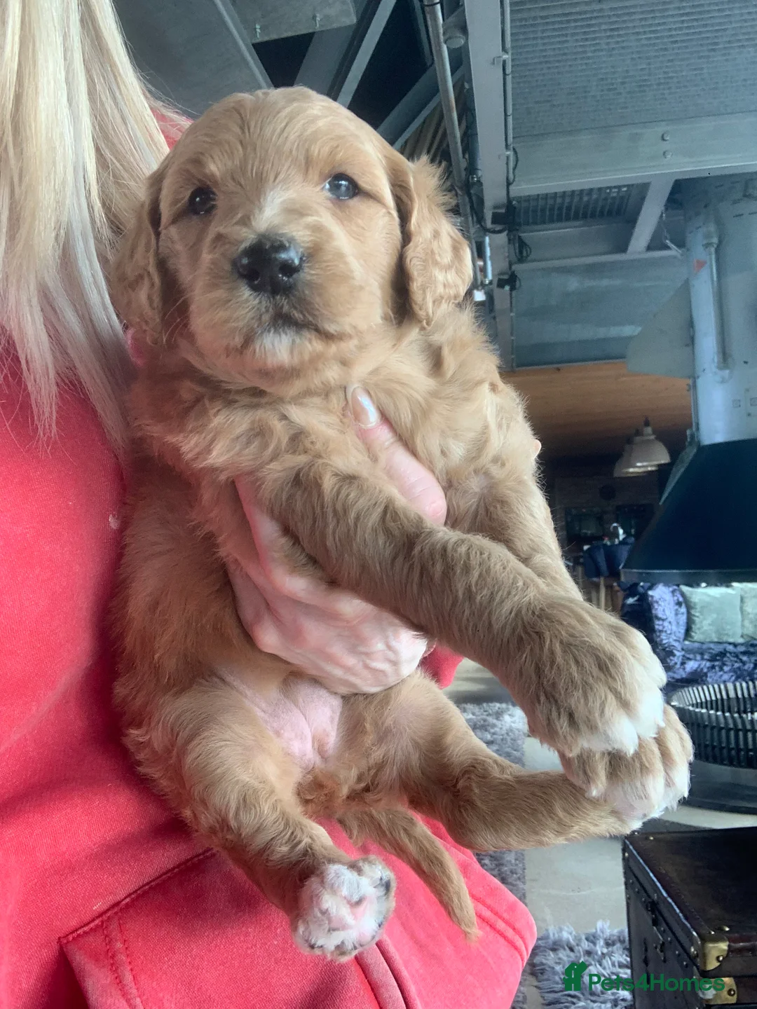 Bernedoodle dogs for sale: Standard Bernedoodle F1b  - Advert 1