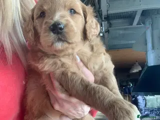 Bernedoodle dogs Standard Bernedoodle F1b - Advert 3