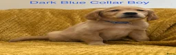 Golden Retriever dogs for sale: Quality litter of KC reg Golden Retriever puppies - Advert 5