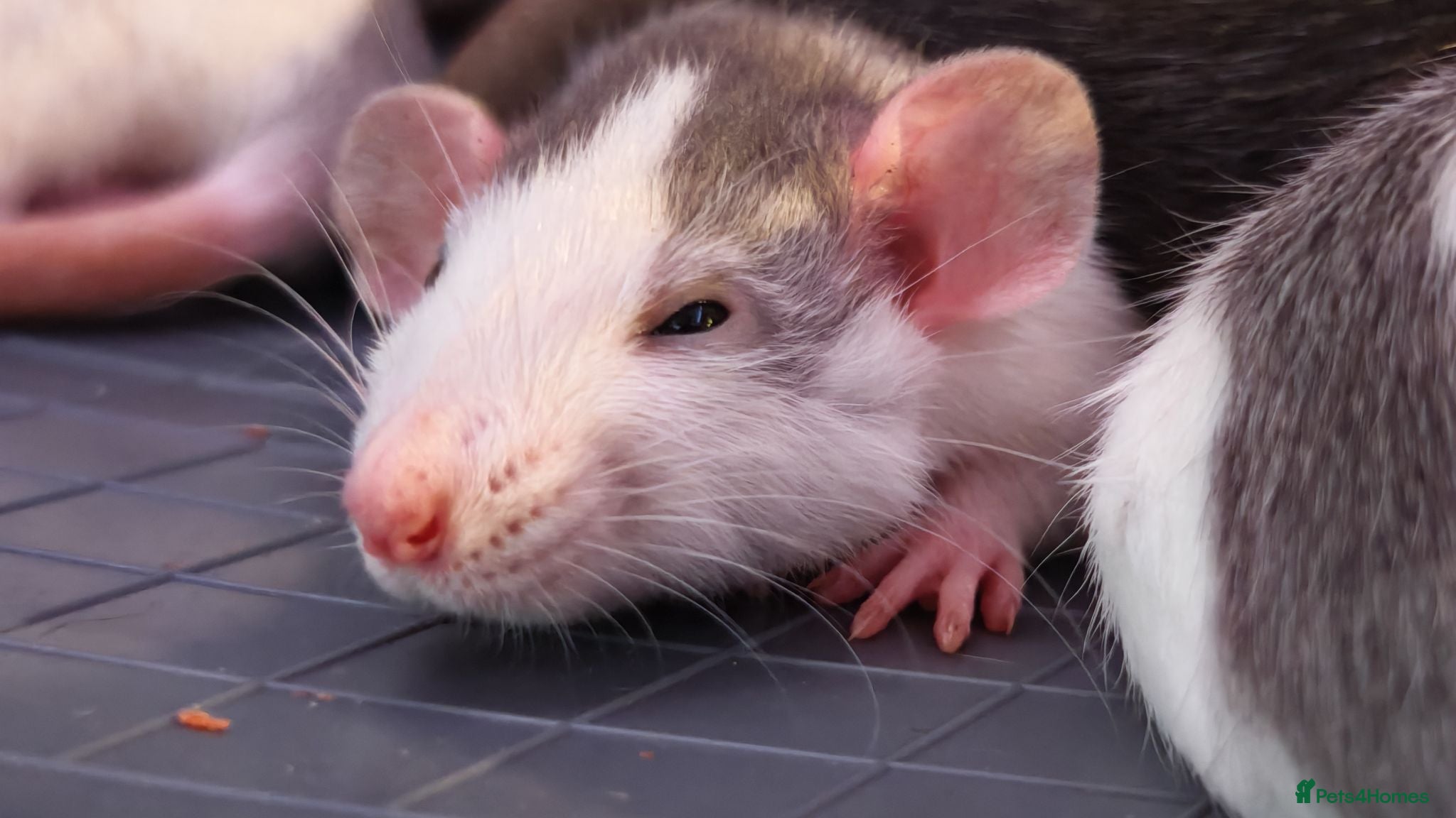 Rat rodents READY NOW! Updated. Gorgeous fancy dumbo rats - Advert 13
