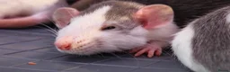 Rat rodents for sale: READY NOW! Updated. Gorgeous fancy dumbo rats - Advert 1