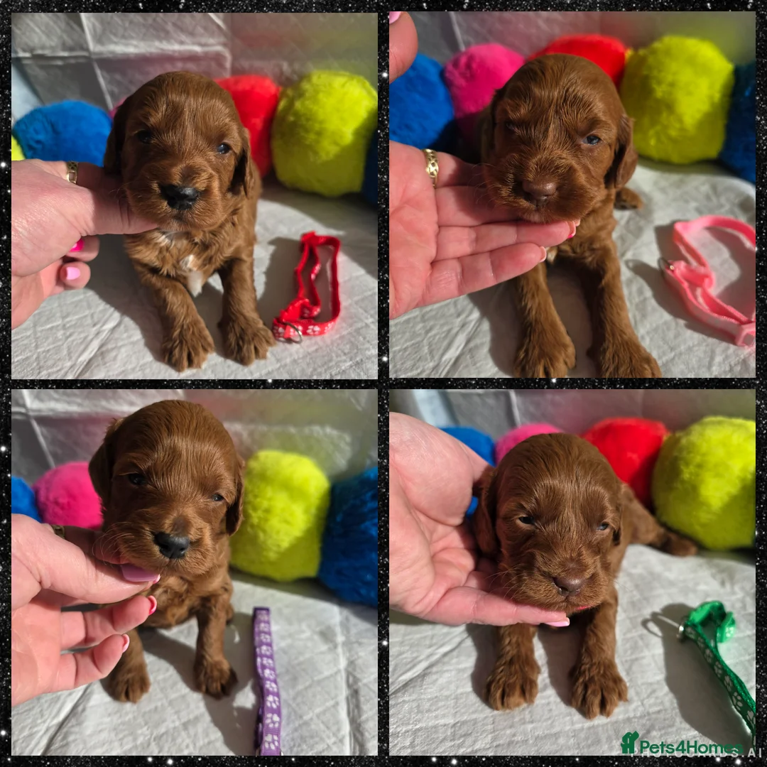 Goldendoodle dogs for sale: 👑 Australian Double Doodles Multigen Toy Bred👑 - Advert 1