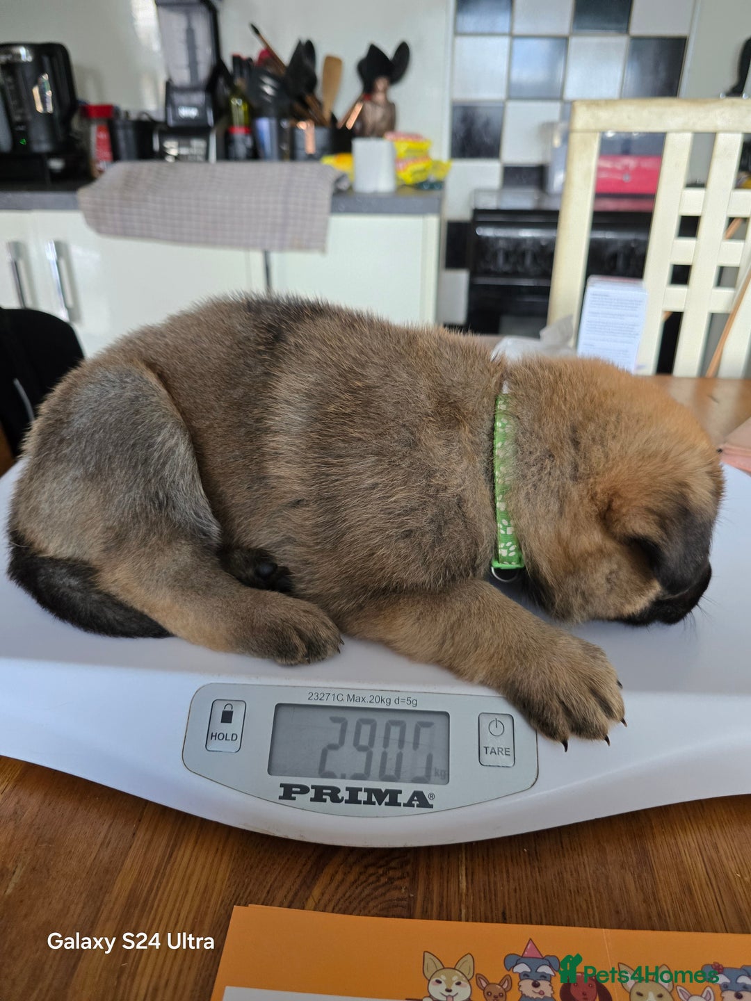 German Shepherd dogs for sale: German Shepard KC Reg Puppies in Scunthorpe - Image 30