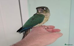 Conures birds for sale: Handreared Small Conures, Sun & Patagonian conures - Image 4