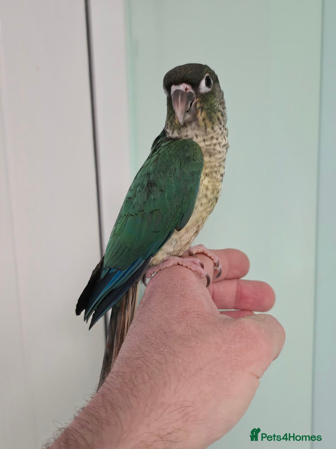 Conures birds for sale: Handreared Small Conures, Sun & Patagonian conures - Image 4