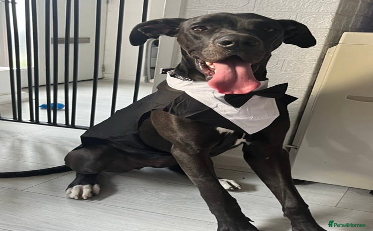 Great Dane dogs - Advert 1