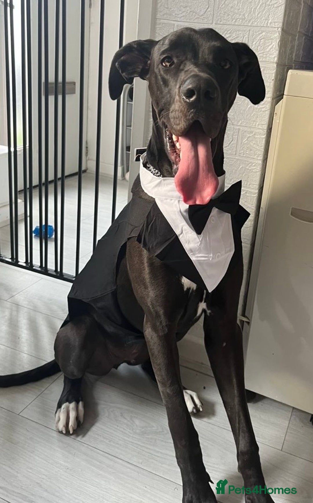 Great Dane dogs for sale: Female Great Dane  - Image 1