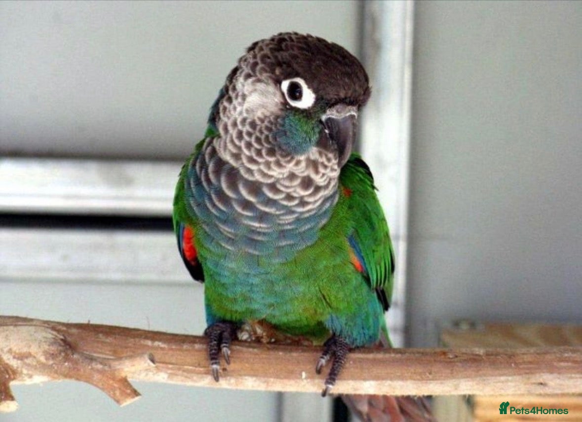 Conures birds Pearly Conure - Advert 2
