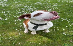 Mixed Breed dogs for sale: Reggie - Image 2
