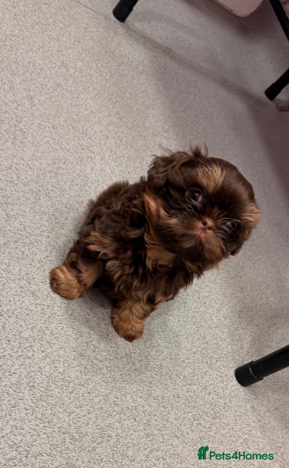 Shih Tzu dogs Beautiful litter of imperial Shihtzu for sale  - Advert 2