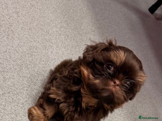Shih Tzu dogs Beautiful litter of imperial Shihtzu for sale - Advert 2