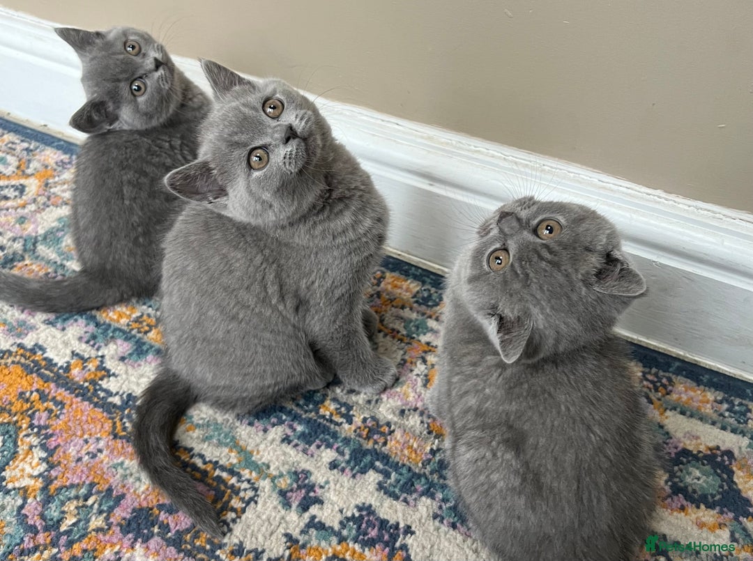 British Shorthair cats for sale: Beautiful British shorthair kittens  - Advert 4