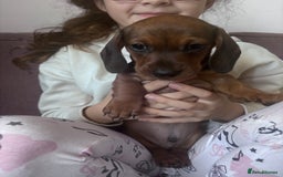 Miniature Dachshund dogs for sale: Kc reg miniature dachshund  - Image 25