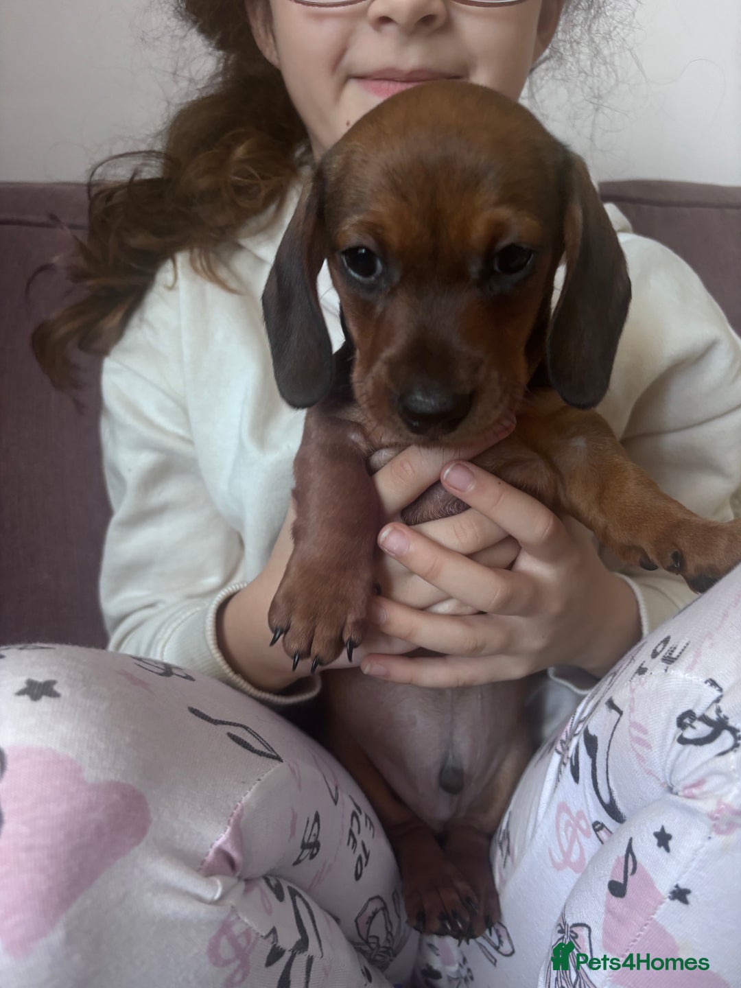 Miniature Dachshund dogs for sale: Kc reg miniature dachshund  - Image 25