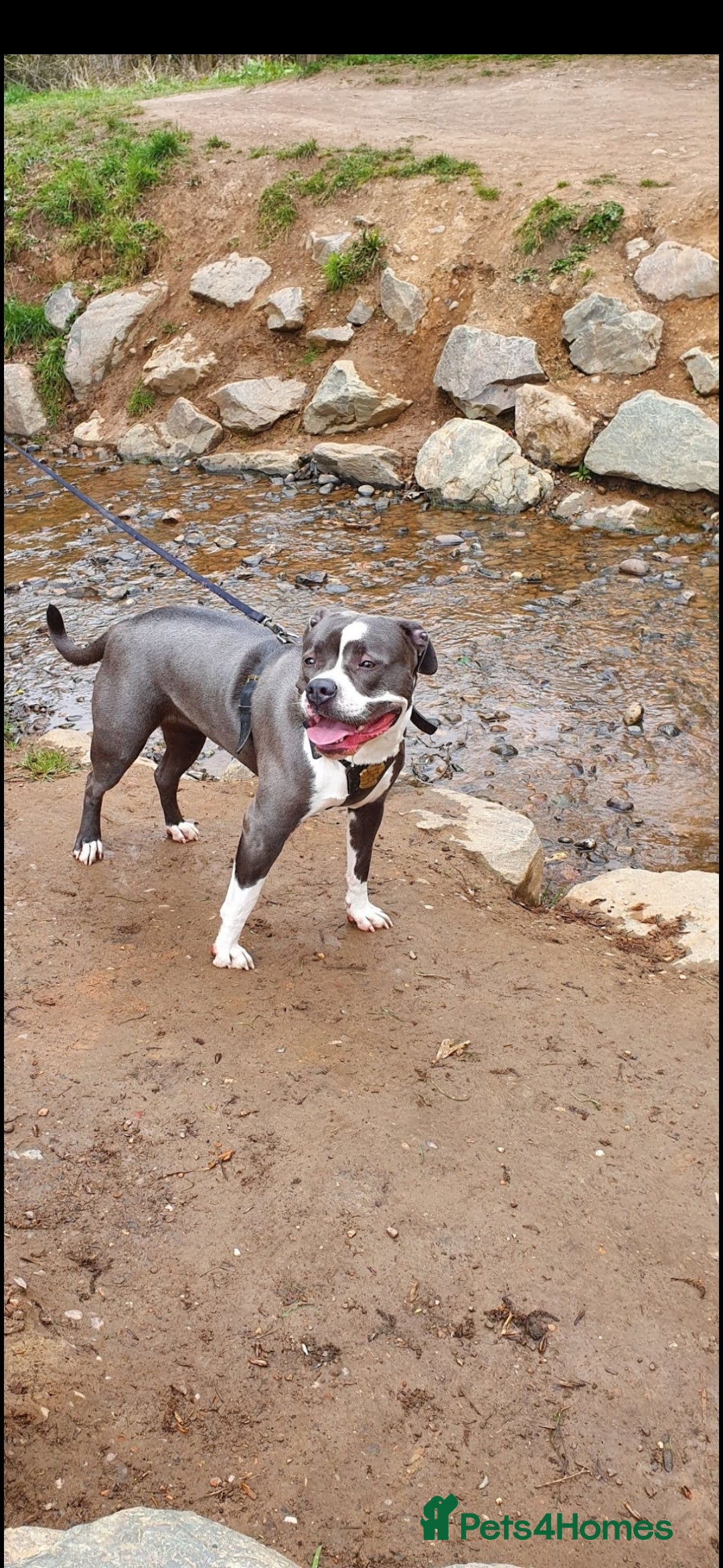 Mixed Breed dogs for sale: Mixed bully bread  - Advert 3