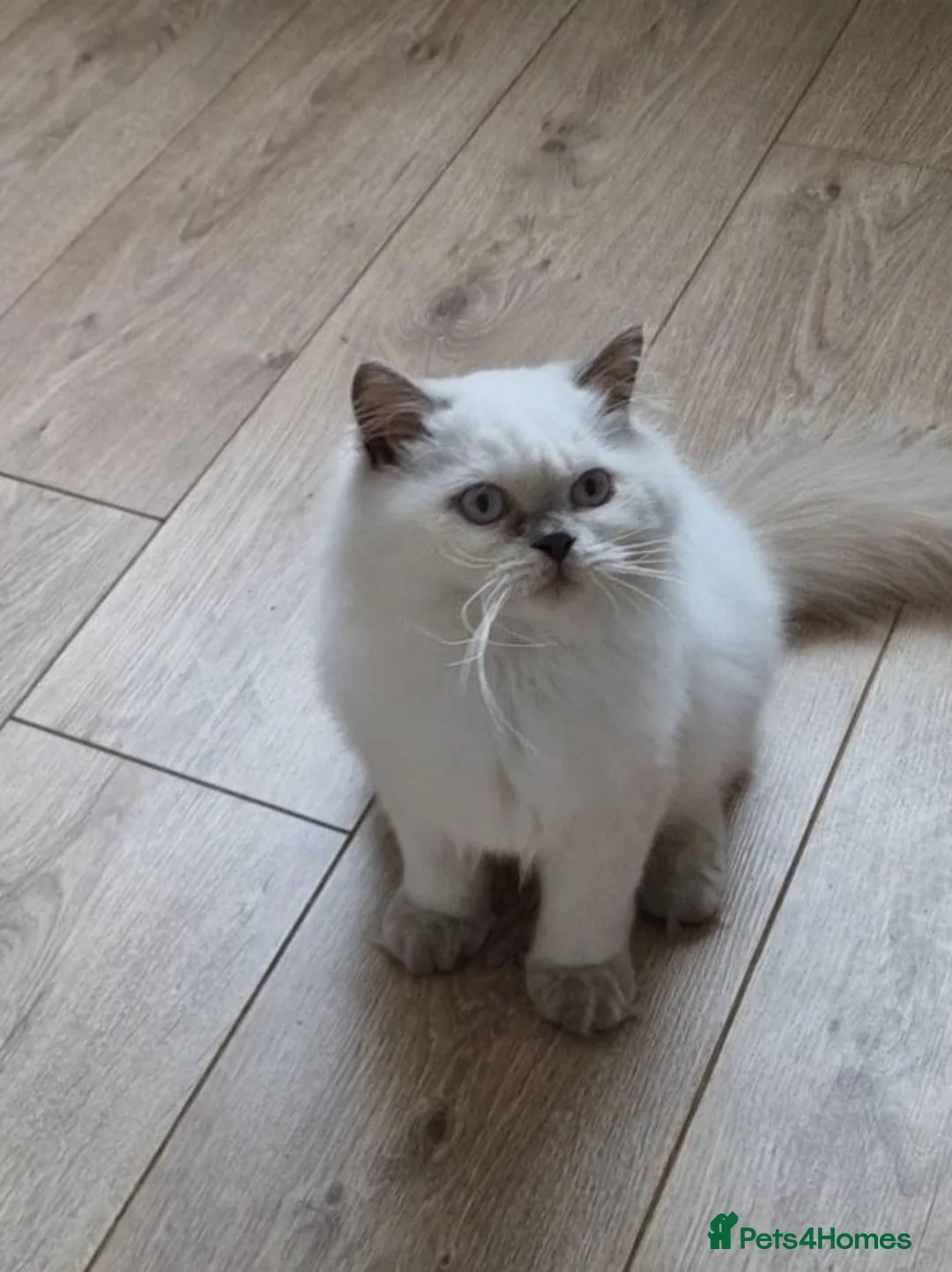 British Shorthair cats for sale: Lilac point boy British Shorthair Longhair - Advert 6