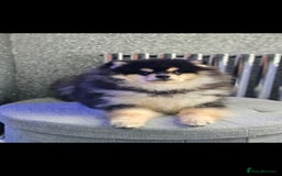Pomsky dogs for sale: Pomsky puppies very small toy size F3  - Image 2