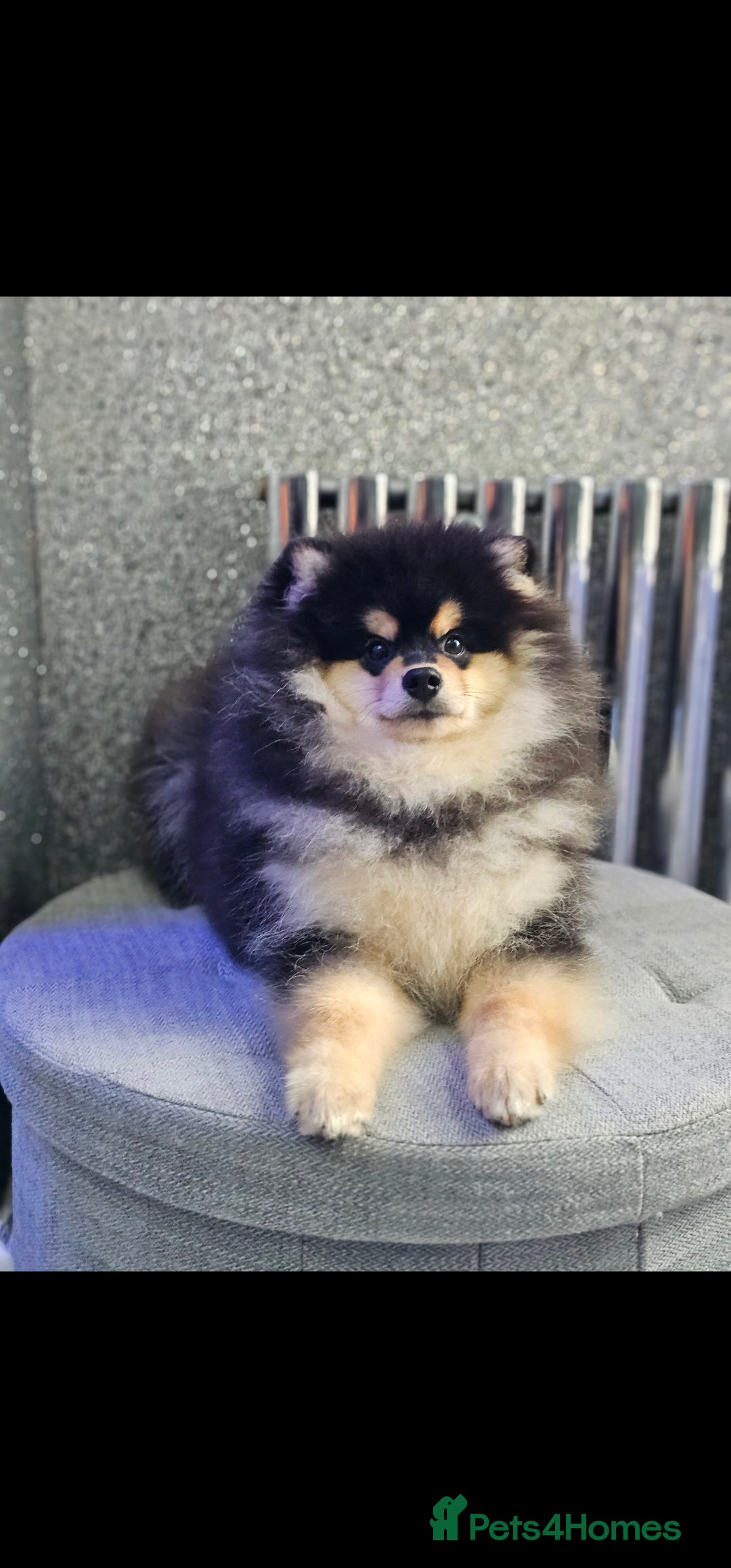 Pomsky dogs for sale: Pomsky puppies very small toy size F3  - Image 2
