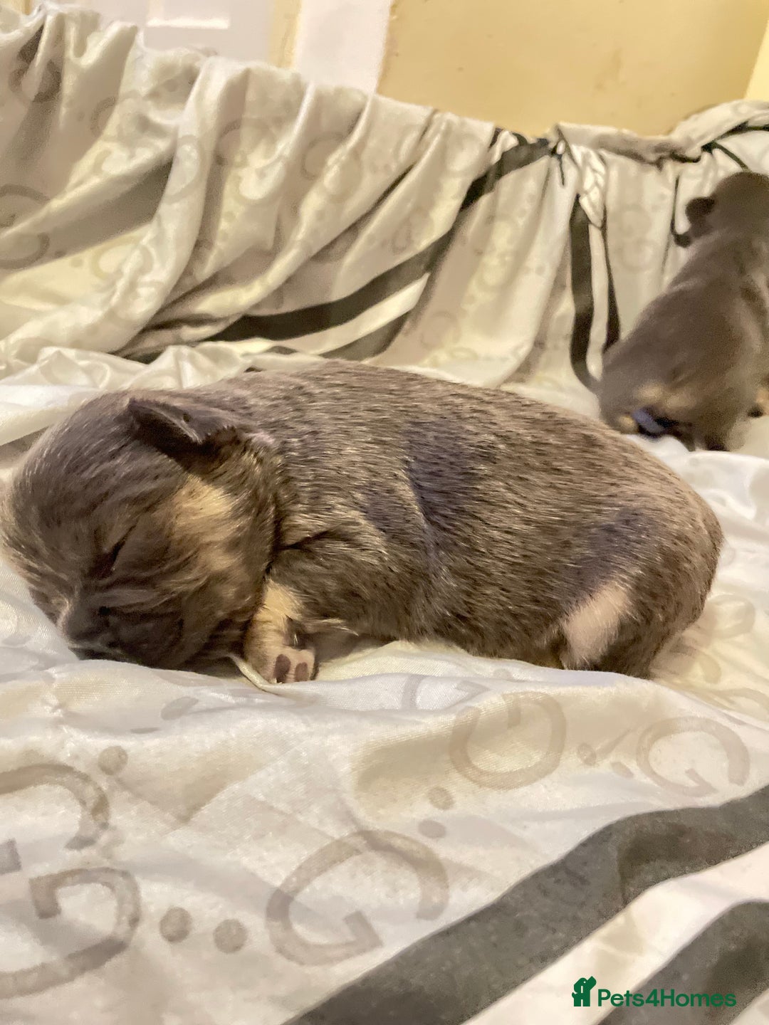 French Bulldog dogs for sale: 🩷🐶🐾6 Adorable fluffy French bulldogs 🩷🐶🐾 - Advert 5