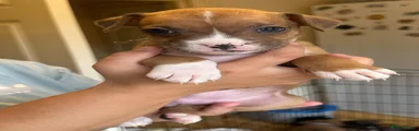 Boxer 3