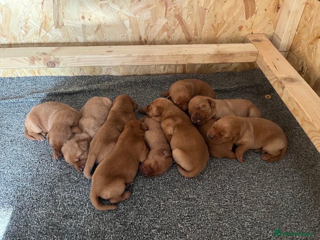 Labrador Retriever dogs for sale: Fox Red Labrador pups for sale - Image 6