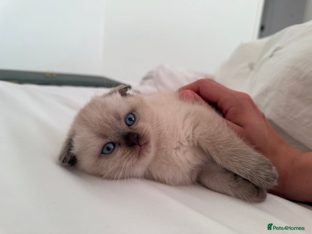 Scottish Fold cats for sale: Half Scottish half British short hair  in London - Image 38