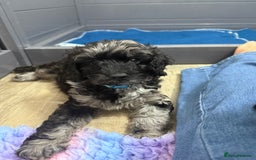 Cavapoo dogs for sale: READY NOW! Adorable Phantom F1b Cavapoo puppies  - Image 13