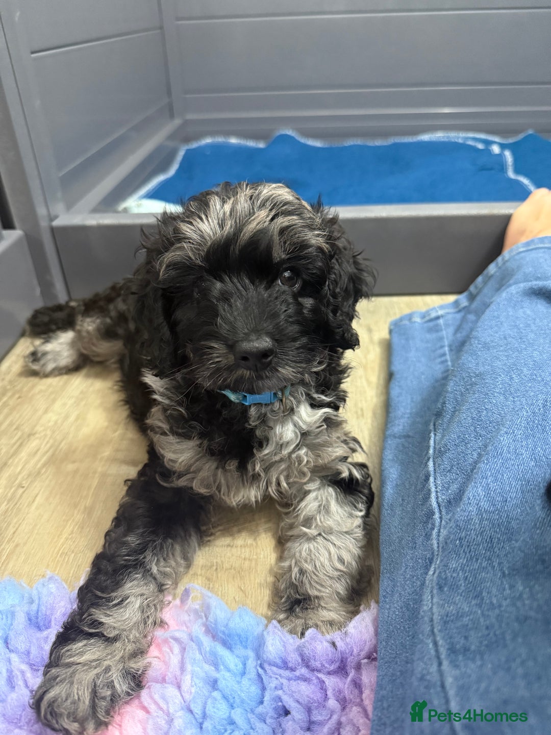 Cavapoo dogs for sale: READY NOW! Adorable Phantom F1b Cavapoo puppies  - Image 13