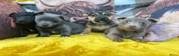 Jack Russell dogs for sale: Pure breed stunning Jack Russell's - Advert 5