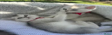     Scottish Straight Kitten 2